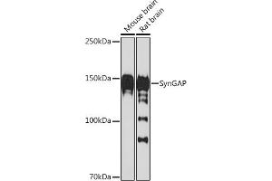 Western blot analysis of extracts of various cell lines, using SynGAP Rabbit mAb (ABIN7270663) at 1:1000 dilution. (SYNGAP1 anticorps)
