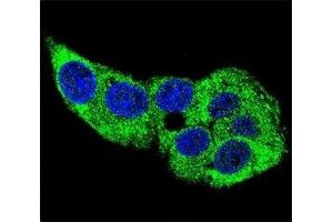 Confocal immunofluorescent analysis of g-Actin antibody with HepG2 cells followed by Alexa Fluor 488-conjugated goat anti-rabbit lgG (green).
