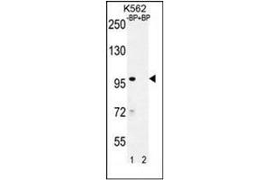 Western blot analysis of IQCA1 Antibody (C-term) Cat.
