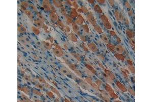 IHC-P analysis of Mouse Tissue, with DAB staining. (CDK2 anticorps  (AA 93-211))