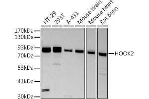 Western blot analysis of extracts of various cell lines, using (ABIN7267780) at 1:500 dilution. (HOOK2 anticorps)