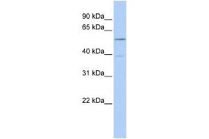 WB Suggested Anti-ESR2 Antibody Titration:  0. (ESR2 anticorps  (Middle Region))