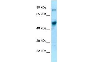 WB Suggested Anti-Eif4a1 Antibody Titration: 1. (EIF4A1 anticorps  (C-Term))