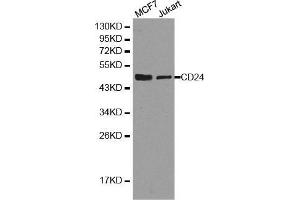 Western blot analysis of extracts of MCF7 cell and Jurkat cell line, using CD24 antibody. (CD24 anticorps  (AA 1-80))