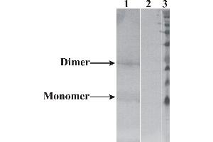 Western-Blot detection of human NRTN expressed in CHO cells. (Neurturin anticorps)