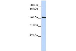 Image no. 1 for anti-Tropomodulin 3 (TMOD3) antibody (ABIN632188) (TMOD3 anticorps)