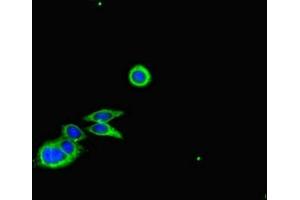 Immunofluorescent analysis of HepG2 cells using ABIN7148044 at dilution of 1:100 and Alexa Fluor 488-congugated AffiniPure Goat Anti-Rabbit IgG(H+L)