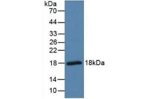 Detection of PTN in Mouse Brain Tissue using Polyclonal Antibody to Pleiotrophin (PTN)