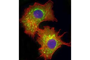 Immunofluorescent analysis of 4 % paraformaldehyde-fixed, 0.