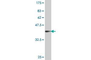 Western Blot detection against Immunogen (38.