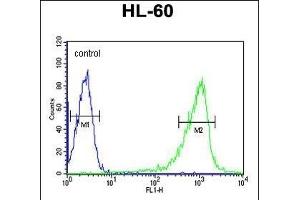 CZA1 Antibody (N-term) 7488a flow cytometric analysis of HL-60 cells (right histogram) compared to a negative control cell (left histogram). (CAPZA1 anticorps  (N-Term))