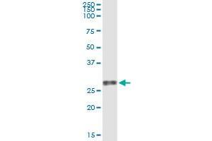 Immunoprecipitation of VEGFB transfected lysate using anti-VEGFB monoclonal antibody and Protein A Magnetic Bead , and immunoblotted with VEGFB MaxPab rabbit polyclonal antibody.