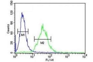anti-CCAAT/enhancer Binding Protein (C/EBP), beta (CEBPB) (AA 271-298) antibody