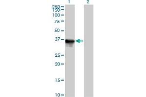 Western Blot analysis of SULT1E1 expression in transfected 293T cell line by SULT1E1 MaxPab polyclonal antibody.