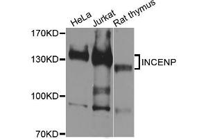 Western blot analysis of extracts of various cell lines, using INCENP antibody (ABIN5996452) at 1/1000 dilution. (INCENP anticorps)