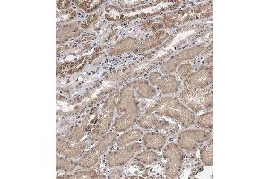 Immunohistochemical analysis of (ABIN391585 and ABIN2841517) on paraffin-embedded Human kidney tissue.