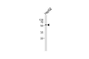 Western blot analysis of lysate from HepG2 cell line, using GABRA3 Antibody (N-term) (ABIN6243668 and ABIN6577470). (GABRA3 anticorps  (N-Term))
