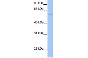 WB Suggested Anti-PHF1 Antibody Titration:  0. (PHF1 anticorps  (C-Term))