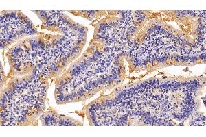Detection of MUC2 in Porcine Small intestine Tissue using Polyclonal Antibody to Mucin 2 (MUC2)