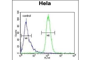INT10 Antibody (C-term) (ABIN653879 and ABIN2843127) flow cytometric analysis of Hela cells (right histogram) compared to a negative control cell (left histogram). (INTS10 anticorps  (C-Term))