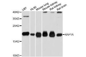 Western blot analysis of extracts of various cell lines, using RAP1A antibody.
