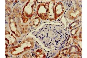 Immunohistochemistry of paraffin-embedded human kidney tissue using ABIN7145729 at dilution of 1:100 (BAIAP2 anticorps  (AA 123-368))