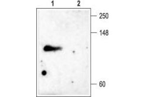 Western blot analysis of rat brain membranes: - 1. (Kv3.4 anticorps  (Intracellular, N-Term))