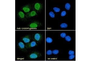 (ABIN334406) Immunofluorescence analysis of paraformaldehyde fixed A549 cells, permeabilized with 0. (GADD45G anticorps  (Internal Region))