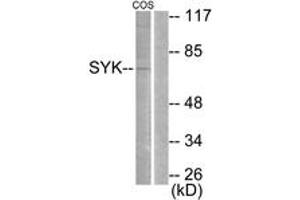 Western Blotting (WB) image for anti-Spleen tyrosine Kinase (SYK) (AA 491-540) antibody (ABIN2888611) (SYK anticorps  (AA 491-540))