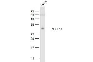 Mouse testis lysates probed with TNFSF18 Polyclonal Antibody, Unconjugated  at 1:500 dilution and 4˚C overnight incubation.