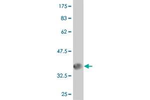 Western Blot detection against Immunogen (36.