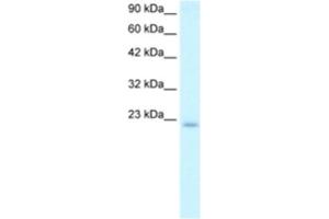 Western Blotting (WB) image for anti-Polymerase (DNA Directed), epsilon 3 (p17 Subunit) (POLE3) antibody (ABIN2460641)