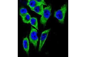 Immunofluorescence (IF) image for anti-Lactate Dehydrogenase A (LDHA) antibody (ABIN2997387) (Lactate Dehydrogenase A anticorps)