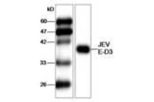Image no. 1 for anti-Japanese Encephalitis Virus (JEV) (AA 291-402) antibody (ABIN791590) (Japanese Encephalitis Virus (JEV) (AA 291-402) anticorps)