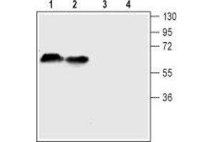 Western blot analysis of mouse (lanes 1 and 3) and rat (lanes 2 and 4) brain lysates: - 1-2. (SLC6A4 anticorps  (4th Extracellular Loop))