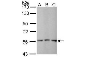 WB Image Sample (30 ug of whole cell lysate) A: Hela B: Hep G2 , C: Molt-4 , 7. (Fgr anticorps  (C-Term))