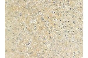 ABIN6260180 and ABIN6279191 at 1/100 staining human normal liver tissue by IHC-P. (BAAT anticorps  (N-Term))