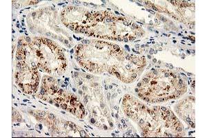 Immunohistochemical staining of paraffin-embedded Human Kidney tissue using anti-NAPEPLD mouse monoclonal antibody. (NAPEPLD anticorps)