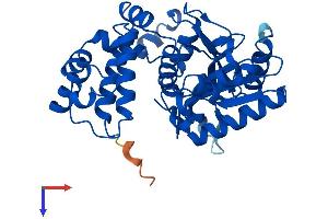 AlphaFold protein structure predicition of Mouse Recombinant Polb Protein, UniprotID Q8K409