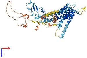 AlphaFold protein structure predicition of Human Recombinant TMEM39B Protein, UniprotID Q9GZU3