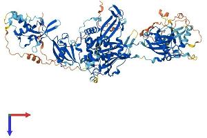 AlphaFold protein structure predicition of Human Recombinant USP11 Protein, UniprotID P51784