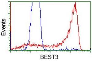 HEK293T cells transfected with either RC218436 overexpress plasmid (Red) or empty vector control plasmid (Blue) were immunostained by anti-BEST3 antibody (ABIN2452806), and then analyzed by flow cytometry. (Bestrophin 3 anticorps)