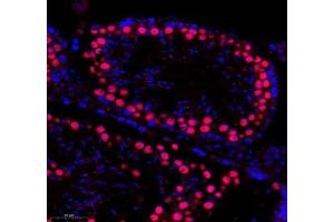 Immunofluorescence of paraffin embedded mouse testis using SLBP (ABIN7075733) at dilution of 1: 650 (300x lens)