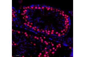 Immunofluorescence of paraffin embedded mouse testis using SLBP (ABIN7075733) at dilution of 1: 650 (300x lens) (SLBP anticorps)