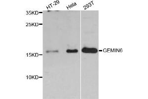 Western blot analysis of extracts of various cell lines, using GEMIN6 antibody (ABIN5997788) at 1:3000 dilution. (GEMIN6 anticorps)