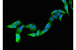 Immunofluorescent analysis of Hela cells using ABIN7153285 at dilution of 1:100 and Alexa Fluor 488-congugated AffiniPure Goat Anti-Rabbit IgG(H+L)