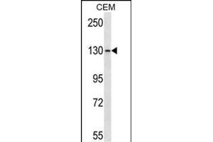 GRM1 Antibody (C-term) (ABIN657624 and ABIN2846620) western blot analysis in CEM cell line lysates (35 μg/lane). (Metabotropic Glutamate Receptor 1 anticorps  (C-Term))