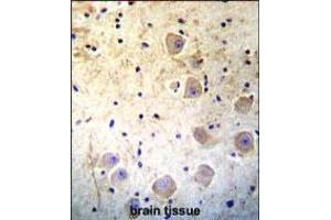 Kallikrein 6(KLK6) Antibody immunohistochemistry analysis in formalin fixed and paraffin embedded human brain tissue followed by peroxidase conjugation of the secondary antibody and DAB staining.