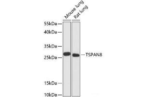 Western blot analysis of extracts of various cell lines using TSPAN8 Polyclonal Antibody at dilution of 1:3000.