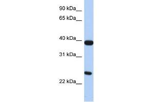 WB Suggested Anti-GPR15 Antibody Titration:  0.